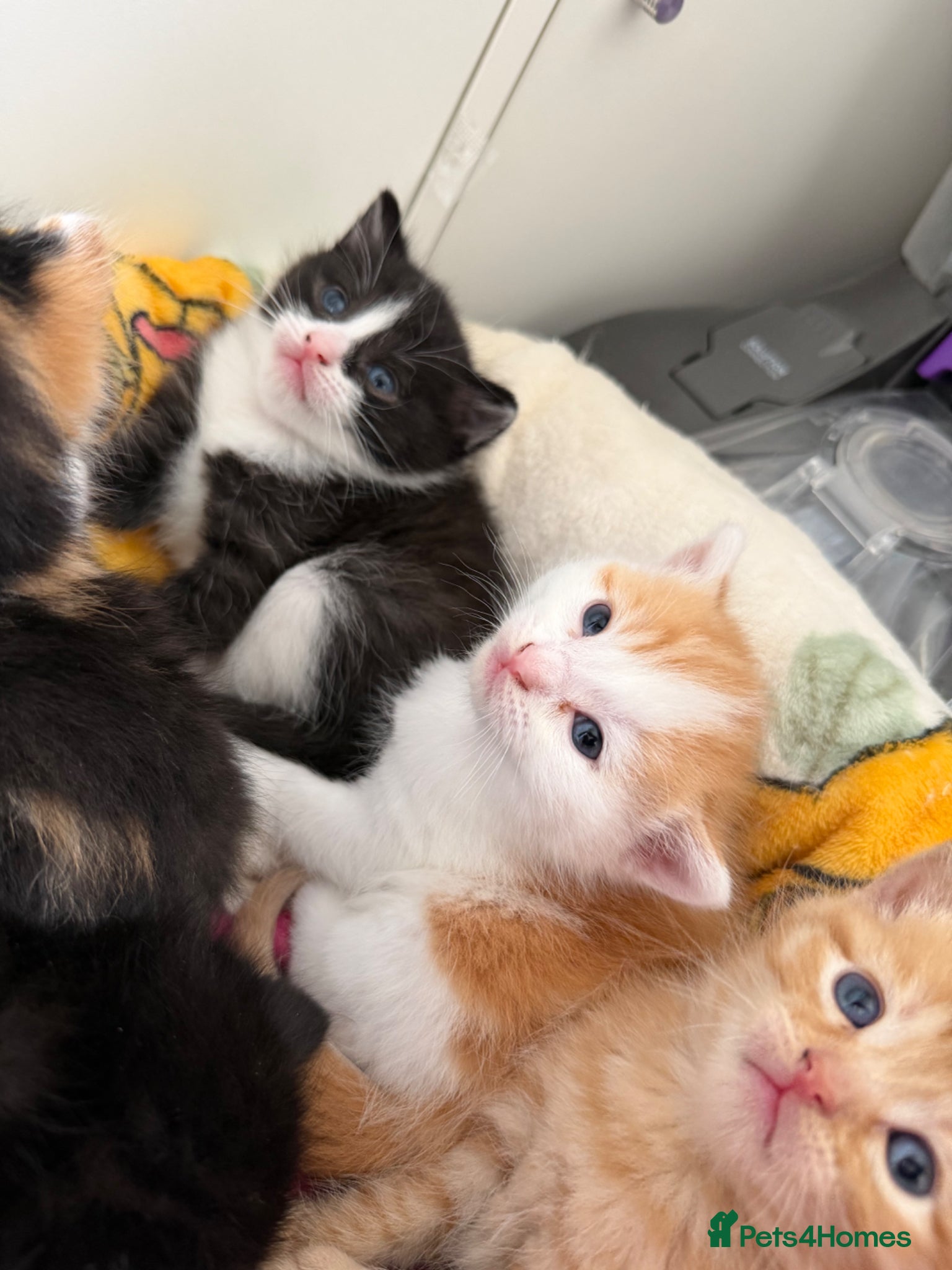 Domestic Shorthair cats Beautiful Kittens  - Advert 4