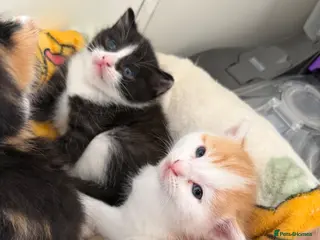 Domestic Shorthair cats Beautiful Kittens - Advert 4