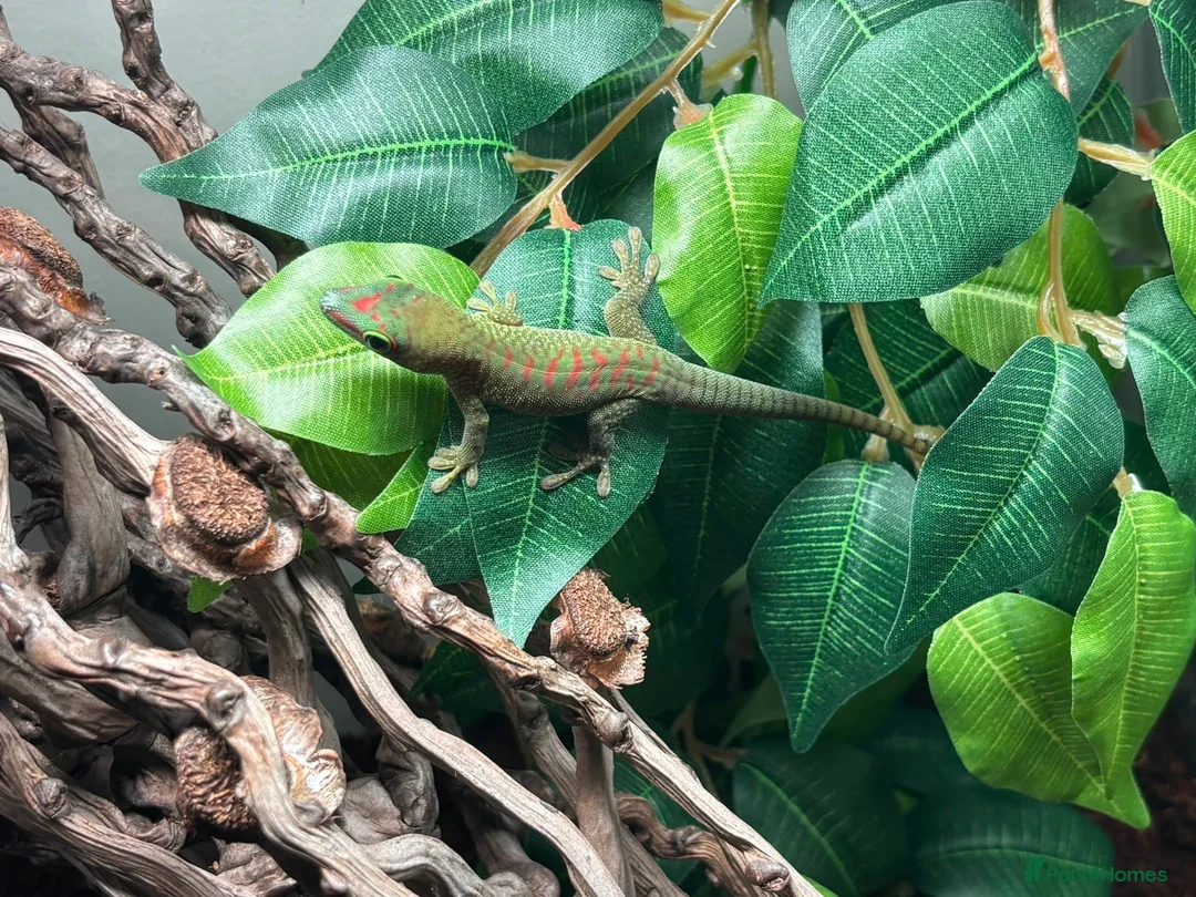 Gecko reptiles for sale: Mixed sexed High red Giant day gecko  - Advert 2