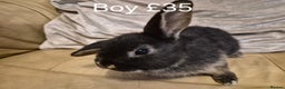Mini Lop rabbits for sale: 4 Cute Baby Mini Lop X Rabbits - Advert 8