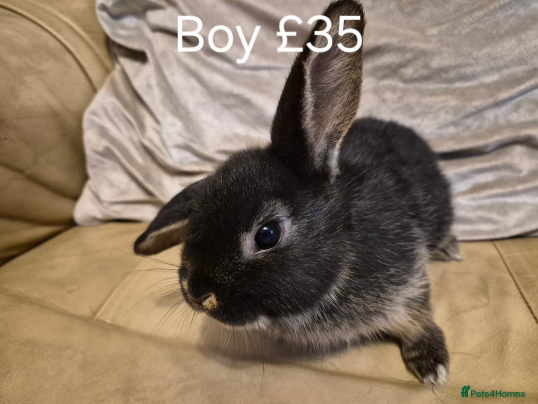 Mini Lop rabbits for sale: 4 Cute Baby Mini Lop X Rabbits - Advert 8