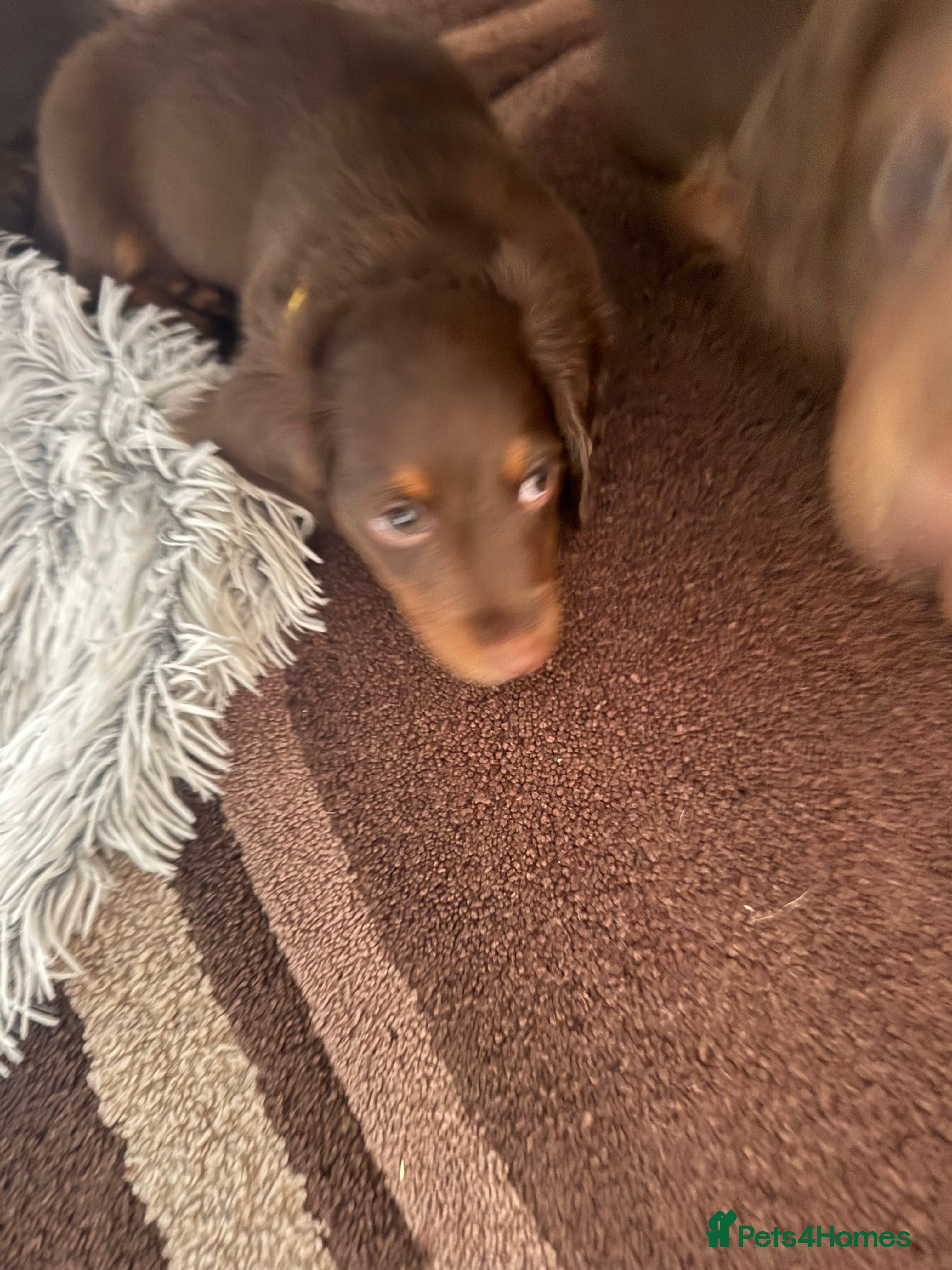 Miniature Dachshund dogs Kc registered Miniature dachshunds  - Advert 2