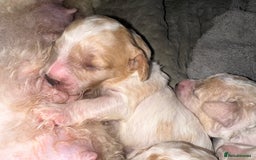 Cavapoochon dogs for sale: Cavapoochon! Our December Reindeer Litter!  - Image 11