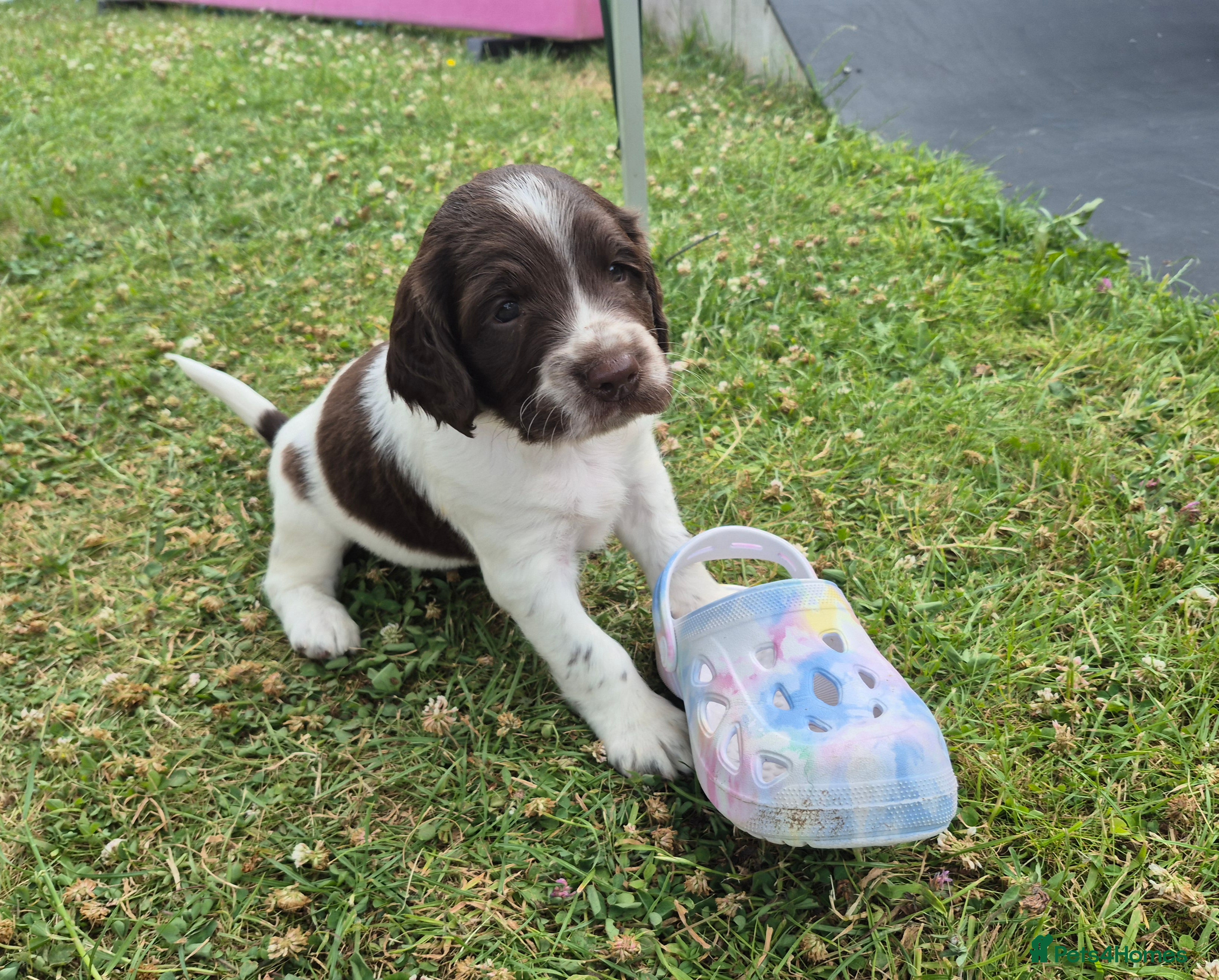 Springador dogs Springador X English springer spaniel pups - Advert 1