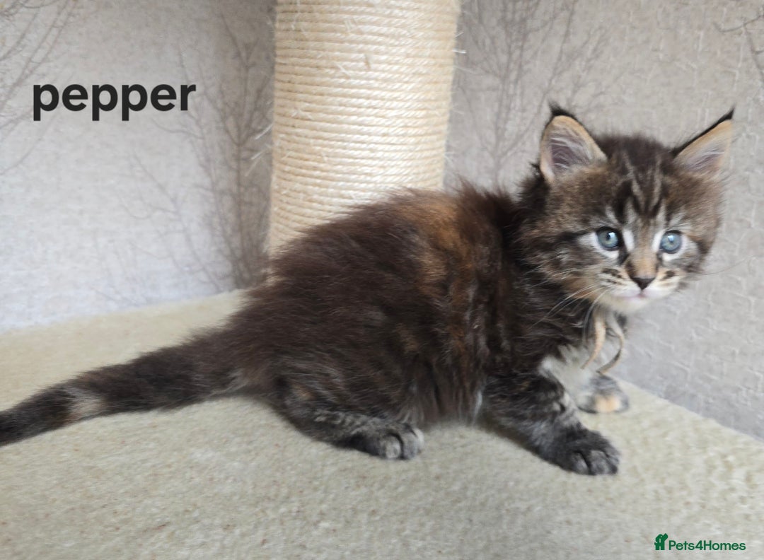 Maine Coon cats for sale: Maine Coon Kittens Tortie/Torbie Russian lines - Image 31