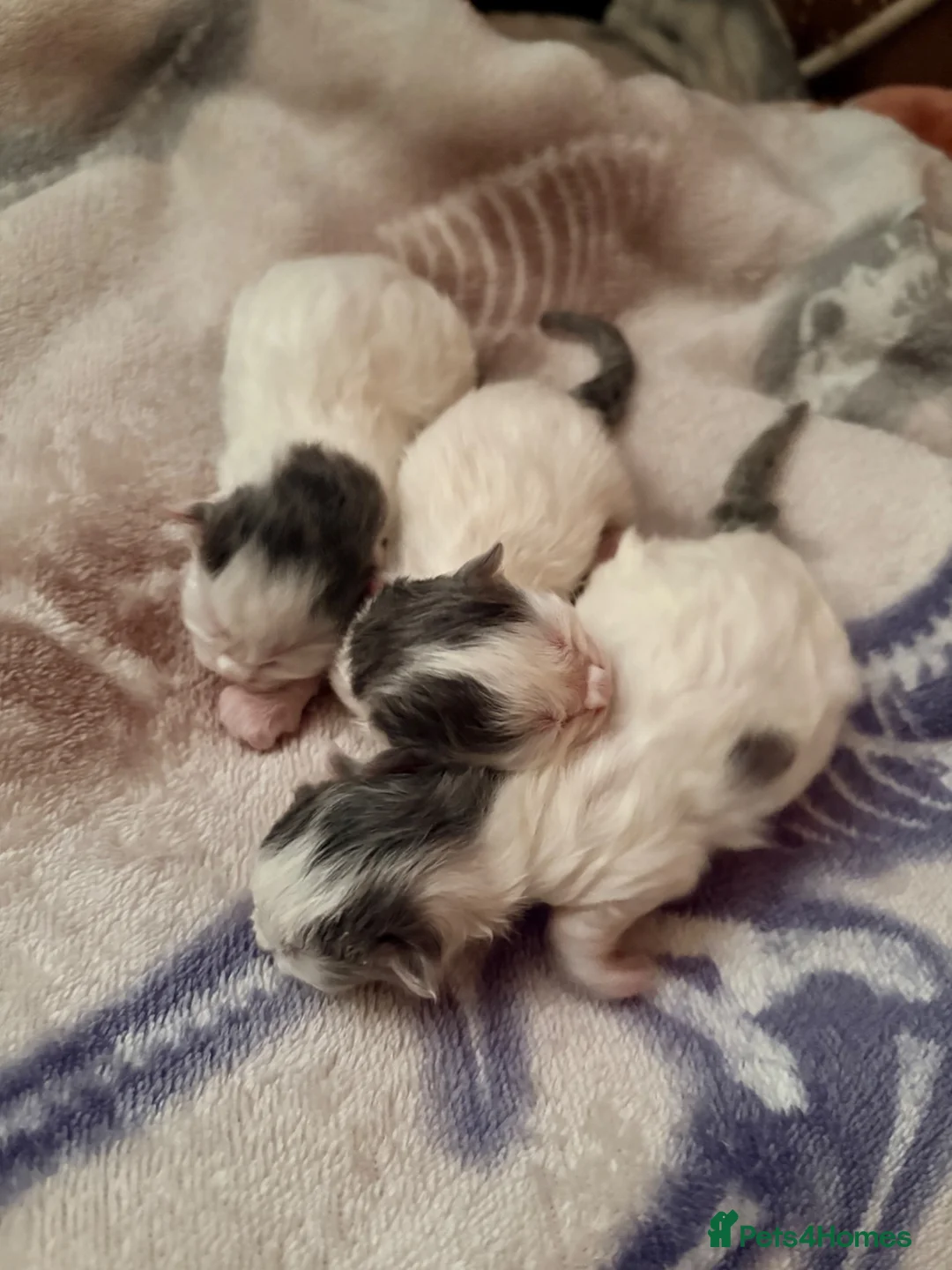 Mixed Breed cats for sale: Super cute Mainecoon x Persian  - Advert 19