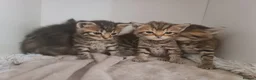 Mixed Breed cats for sale: 5 kittens for sale  - Advert 14