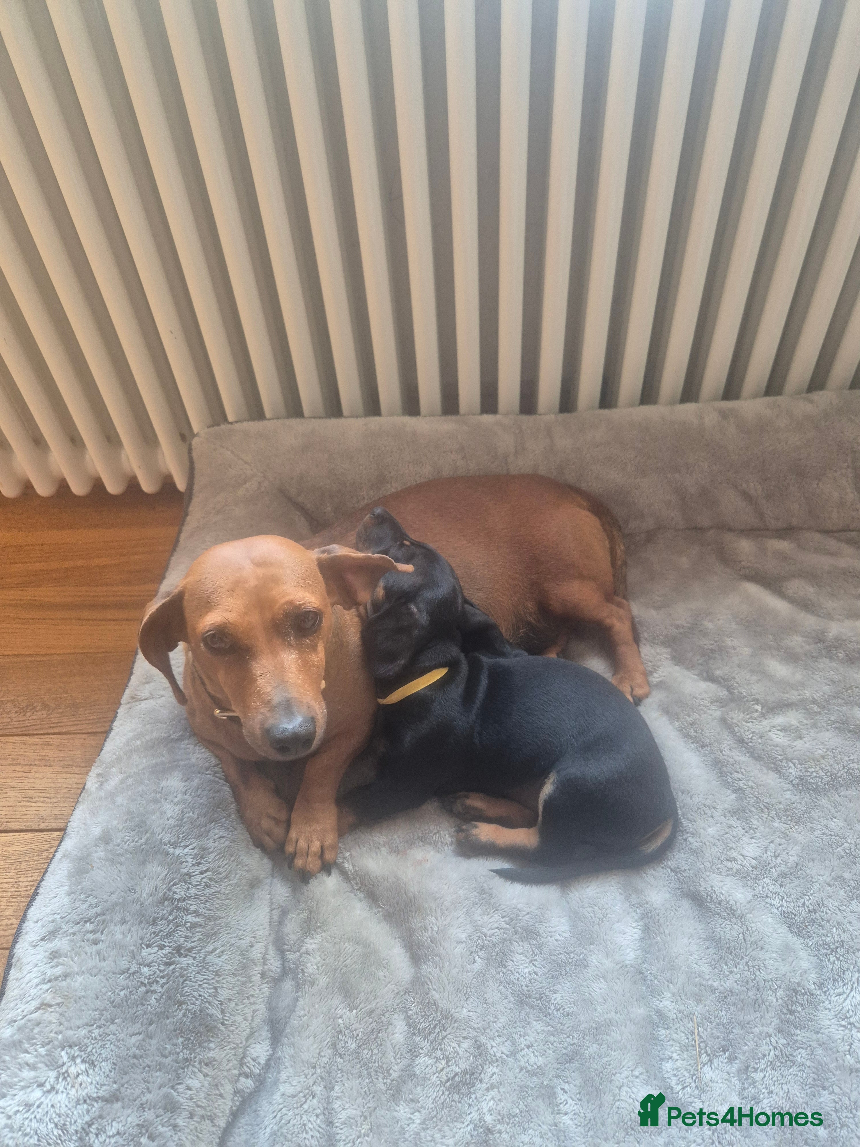 Miniature Dachshund dogs 4 year old Minature Daschund  - Advert 16