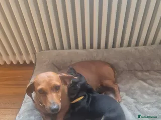 Miniature Dachshund dogs 4 year old Minature Daschund - Advert 3