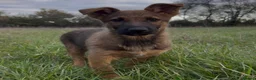 German Shepherd dogs for sale: Beautiful German shepherd x Belgian shepherd pups - Advert 4