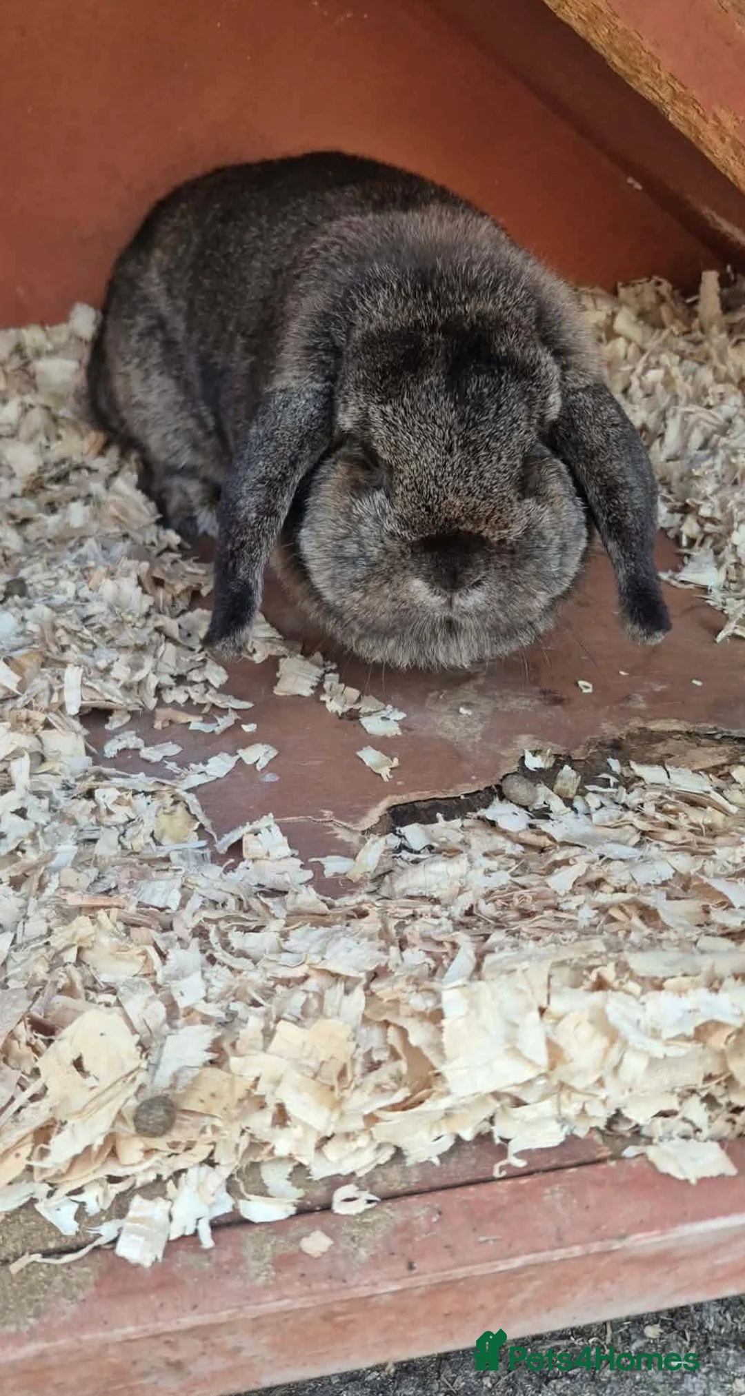 English Lop rabbits for sale: Rescue brother and sister.  - Advert 2