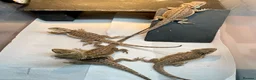 Bearded Dragon reptiles for sale: Juvenile Bearded dragons  - Advert 6