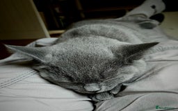 British Shorthair cats for sale: 1 Amazing Female Kitten - Image 8