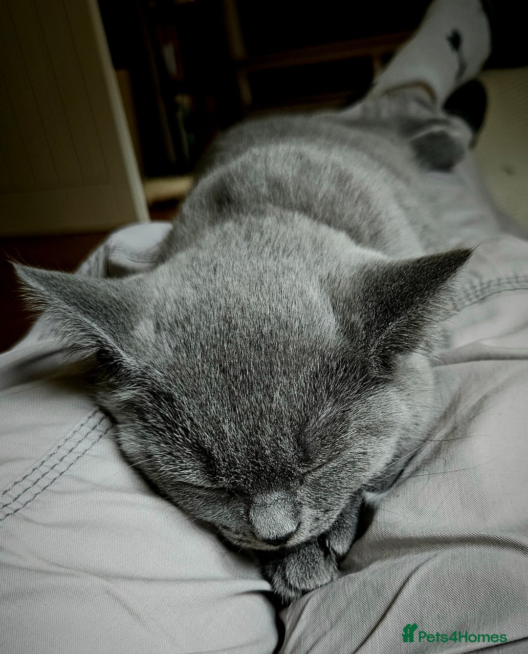 British Shorthair cats for sale: 1 Amazing Female Kitten - Image 8
