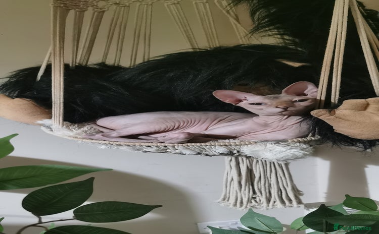 Sphynx cats - Advert 3