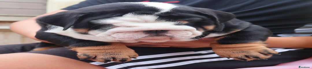 English Bulldog Puppy 2