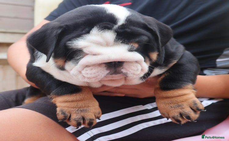 English Bulldog dogs - Advert 1