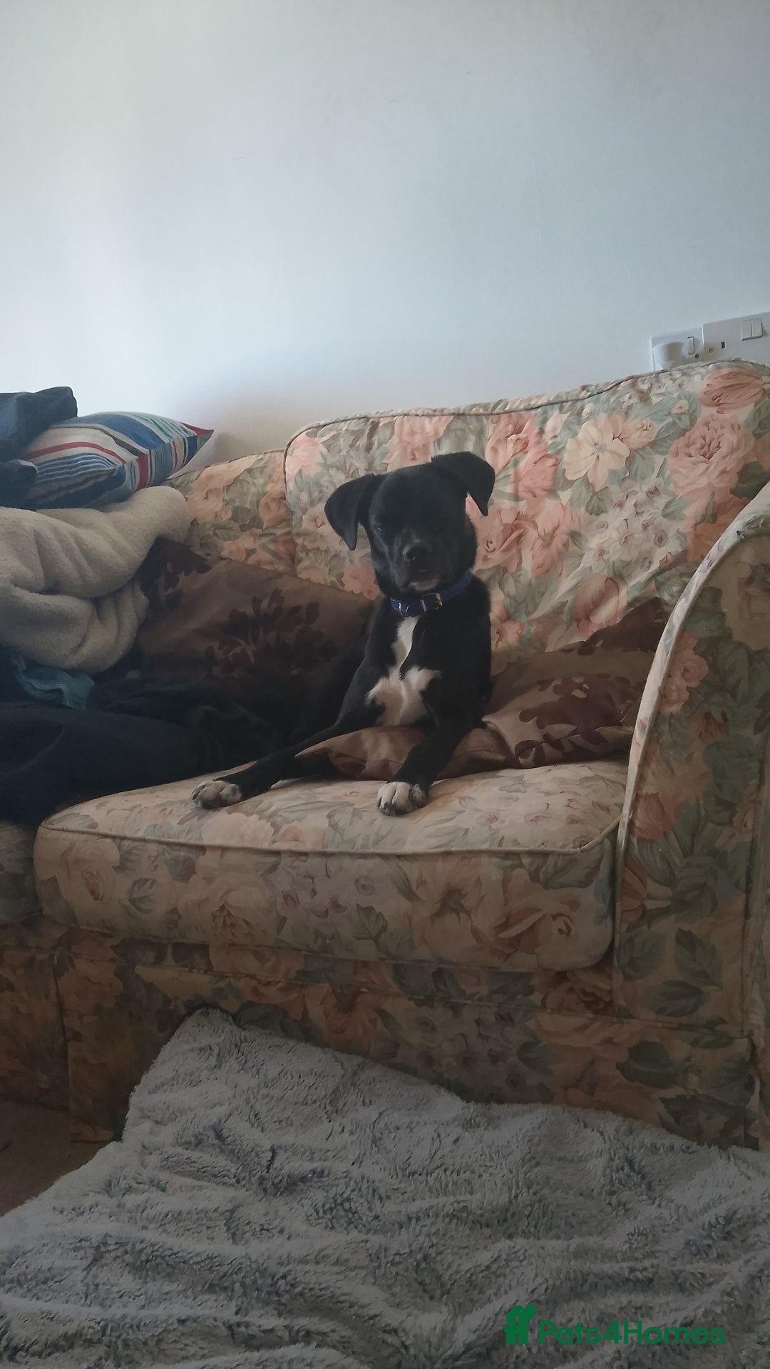 Mixed Breed dogs for sale: 7 month old collie cross pug - Image 5