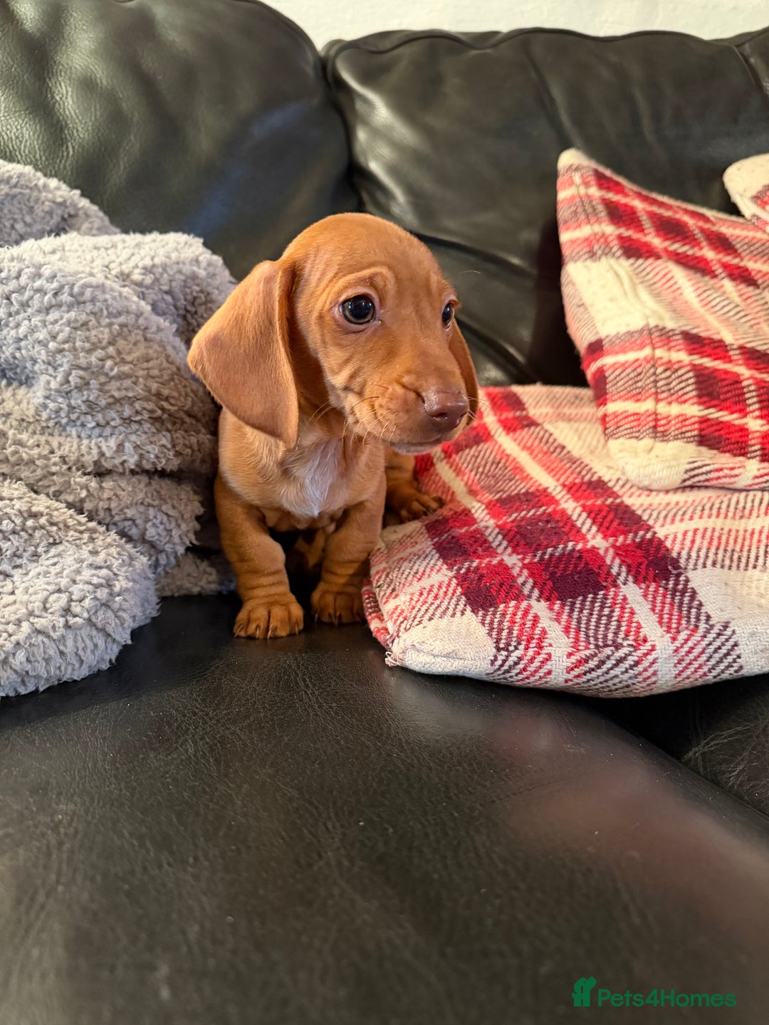 Dachshund dogs for sale: Dachshund puppies 🐾 - Advert 5
