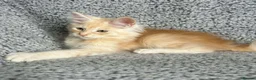 Maine Coon cats for sale: GCCF Maine Coon Kittens.  - Advert 13