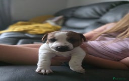 Jack Russell dogs for sale: Jack Russel puppies - Image 2
