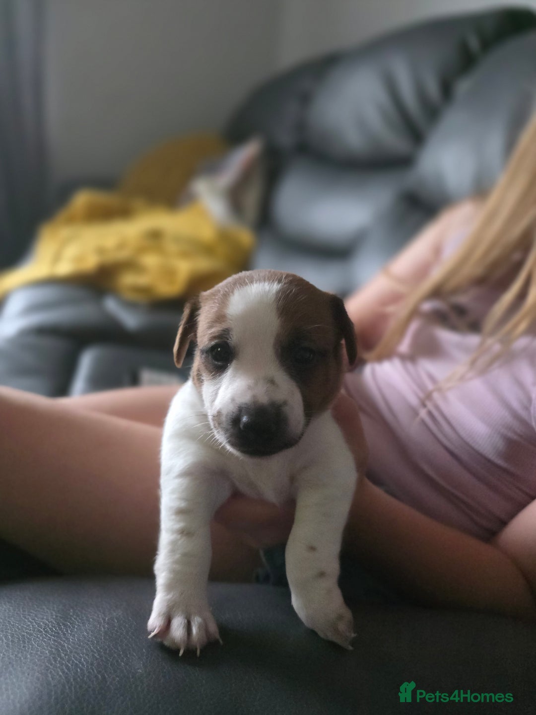 Jack Russell dogs for sale: Jack Russel puppies - Image 2