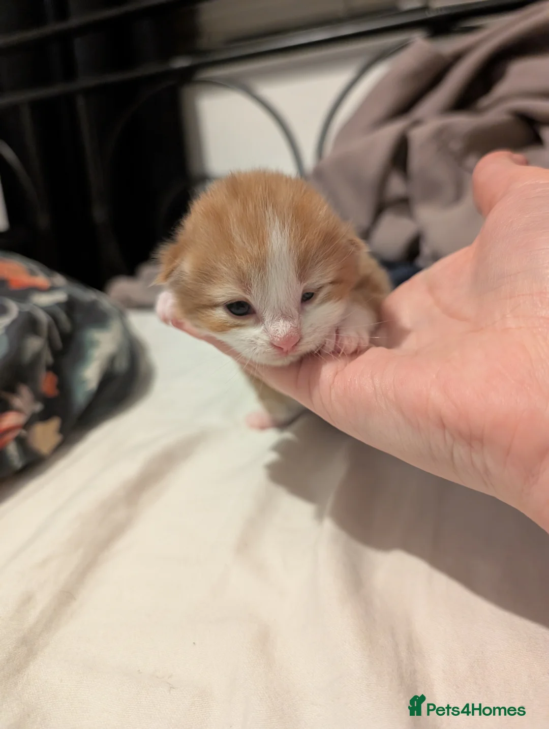 Mixed Breed cats for sale: Beautiful kittens born on  ** 's Day  in Middlesbrough - Advert 2