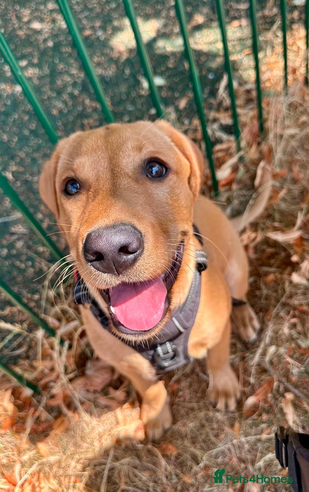 Labrador Retriever dogs Fox Red Lab boy 6 months old  - Advert 2
