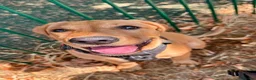 Labrador Retriever dogs for sale: Fox Red Lab boy 6 months old  in Fleet - Advert 2