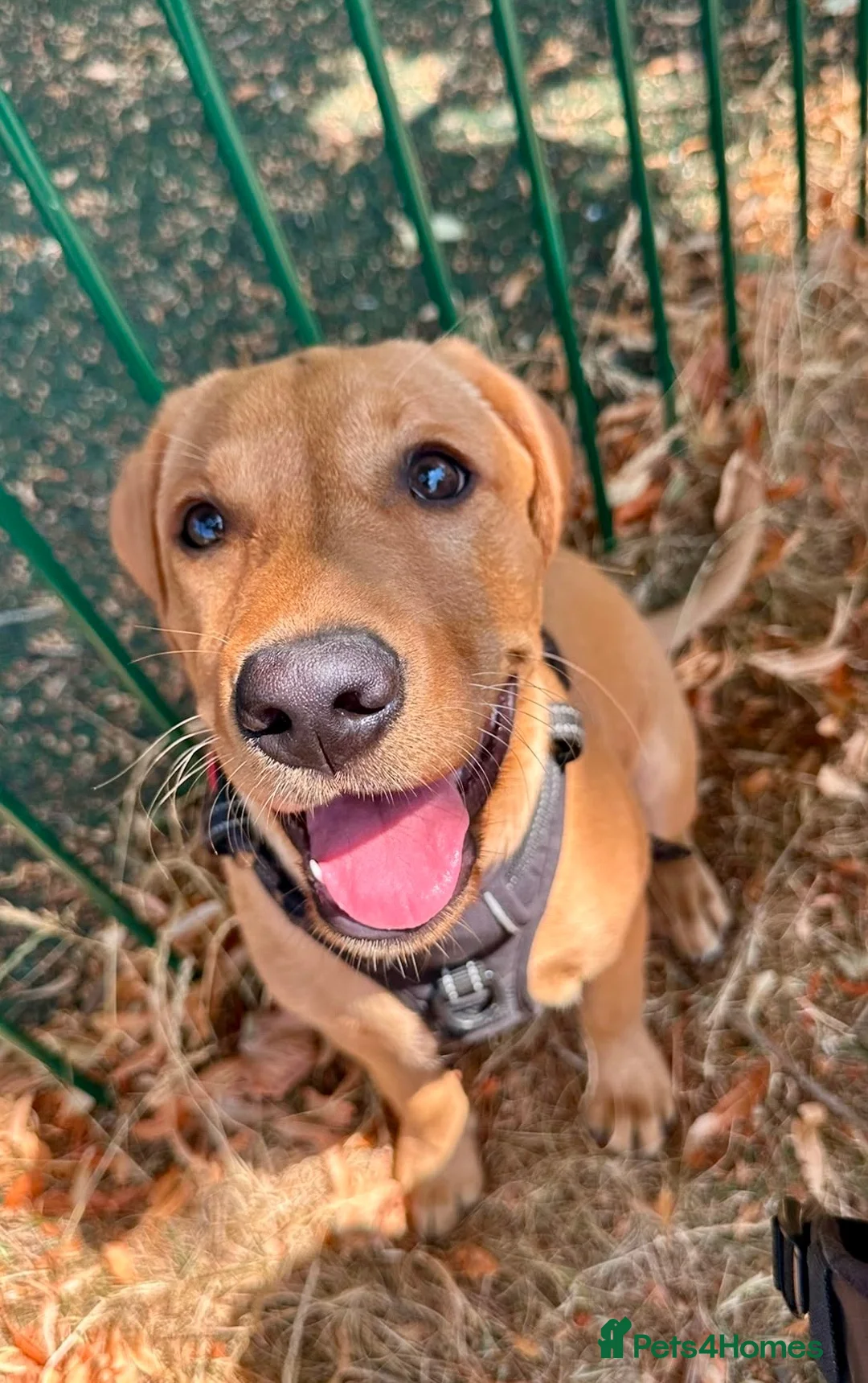 Labrador Retriever dogs for sale: Fox Red Lab boy 6 months old  in Fleet - Advert 2