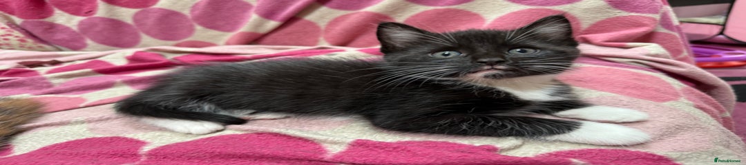 Maine Coon Kitten 1