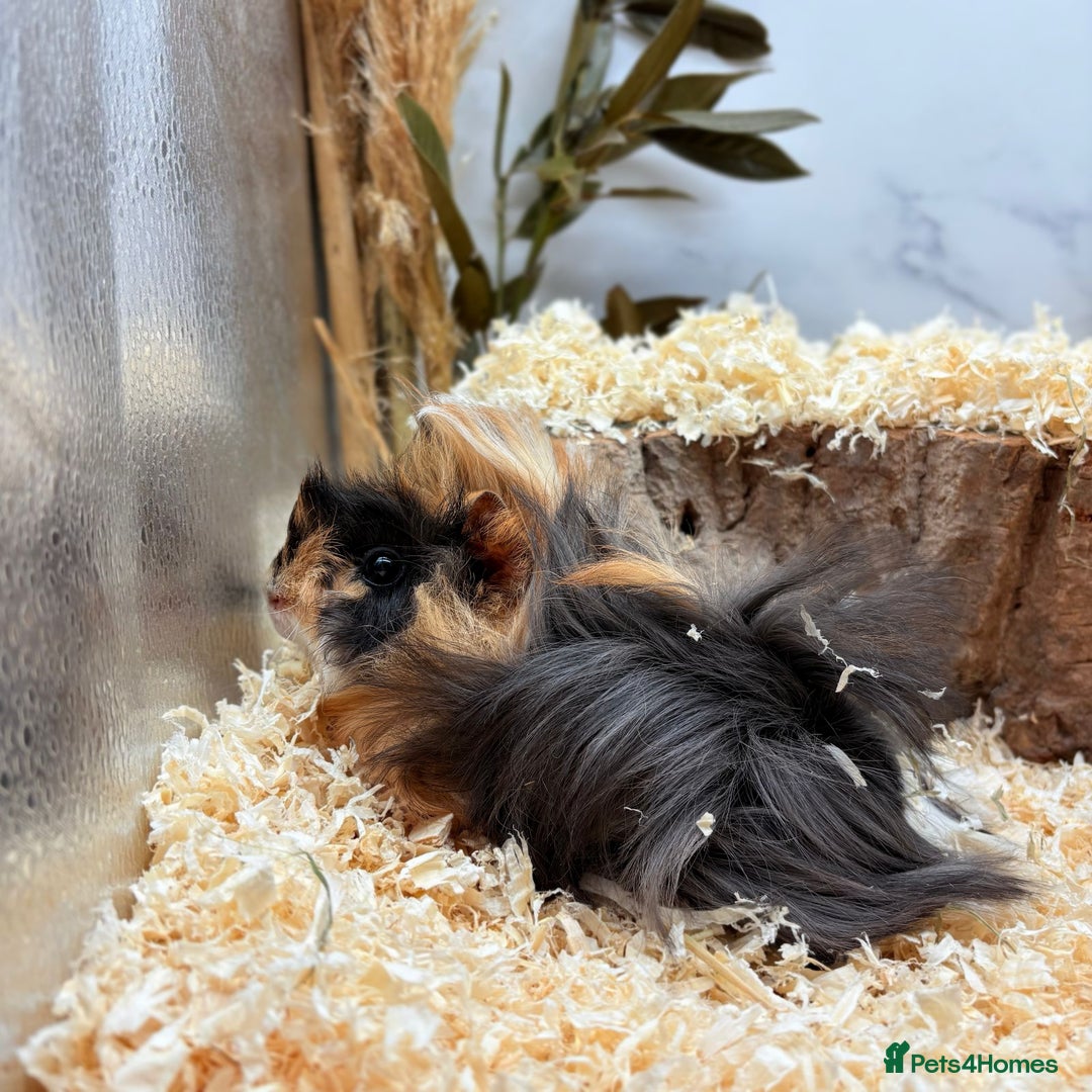 Guinea Pig rodents for sale: Multiple Guinea Pigs Available 💫💕🐹 - Advert 3