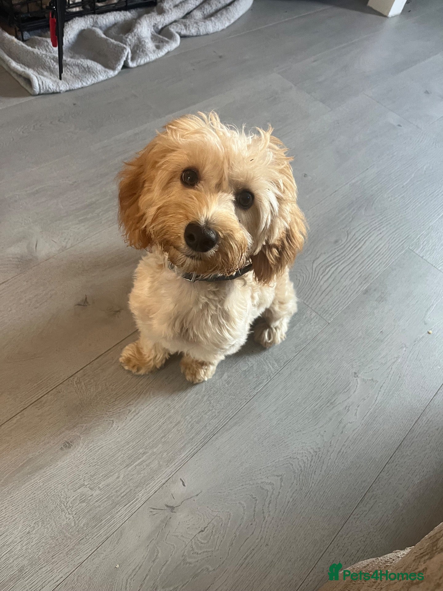Maltipoo dogs for sale: Beautiful maltipoo girl for sale  - Advert 22