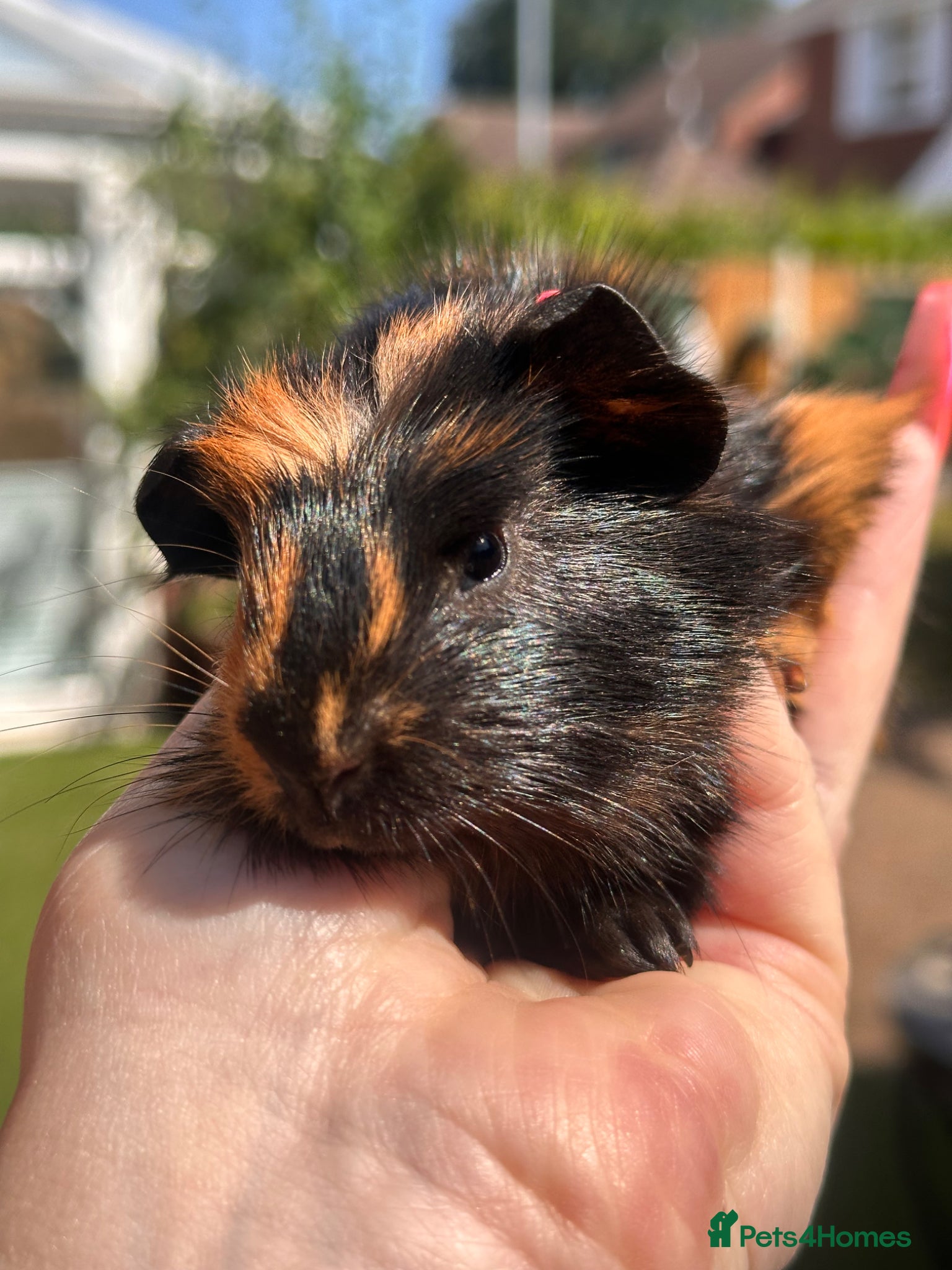 Guinea Pig rodents Gorgeous baby Guineapigs  - Advert 2
