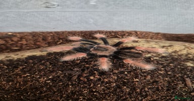 Spiders invertebrates Spiders and set ups  - Advert 15