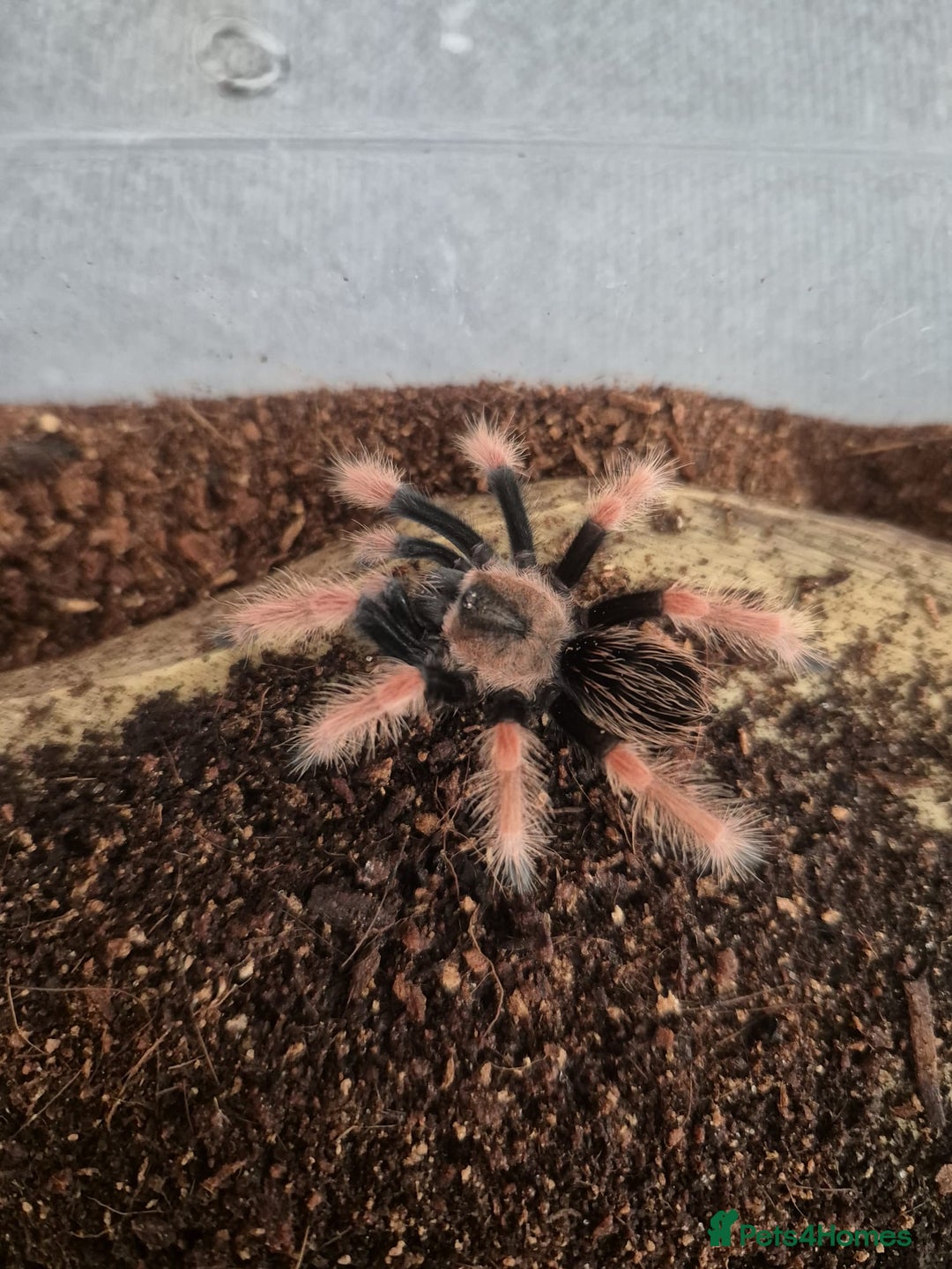 Spiders invertebrates for sale: Spiders and set ups  - Advert 2