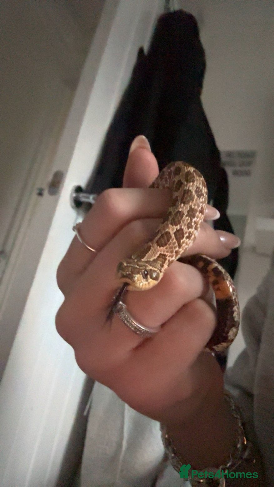 Snake reptiles Western hog nose snake - Advert 1