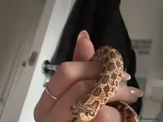 Snake reptiles Western hog nose snake - Advert 2