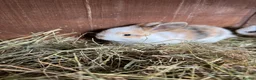 Mini Lop rabbits for sale: Mini lop bunnies - Advert 12