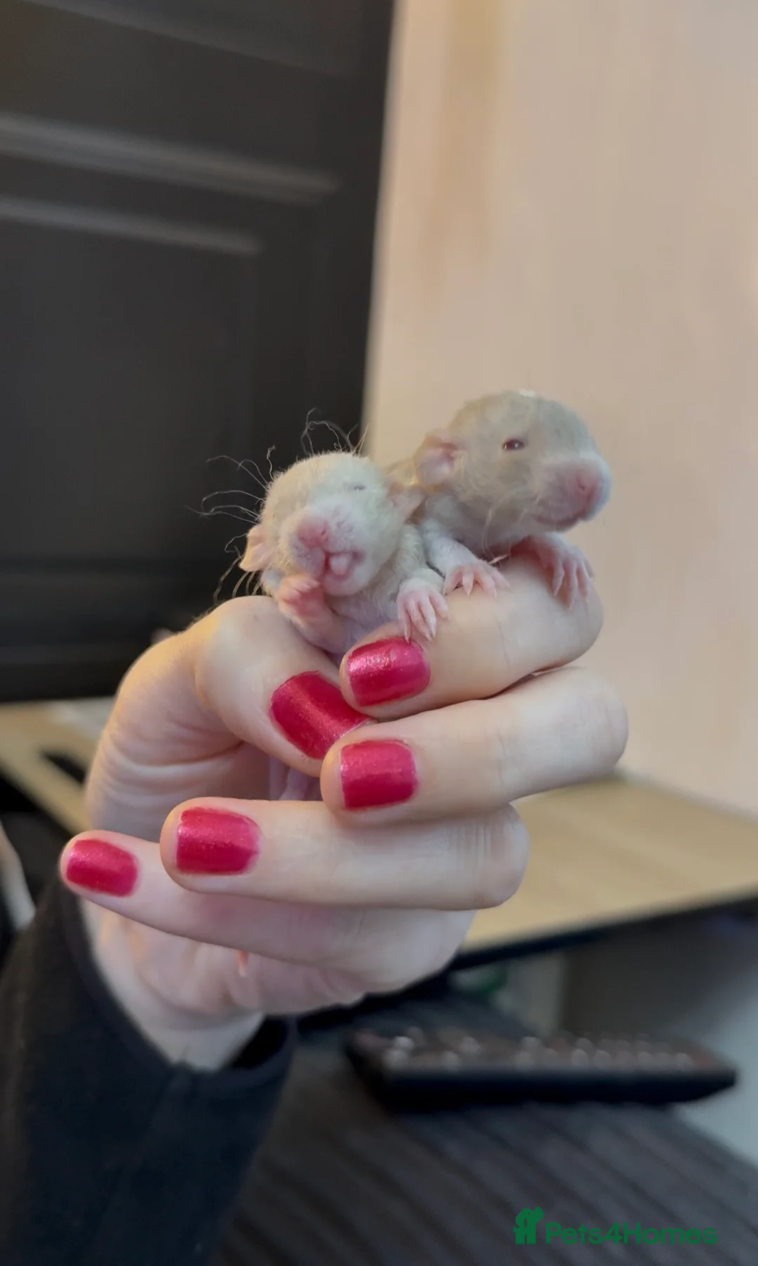 Rat rodents for sale: Baby rats looking for loving homes  - Advert 11
