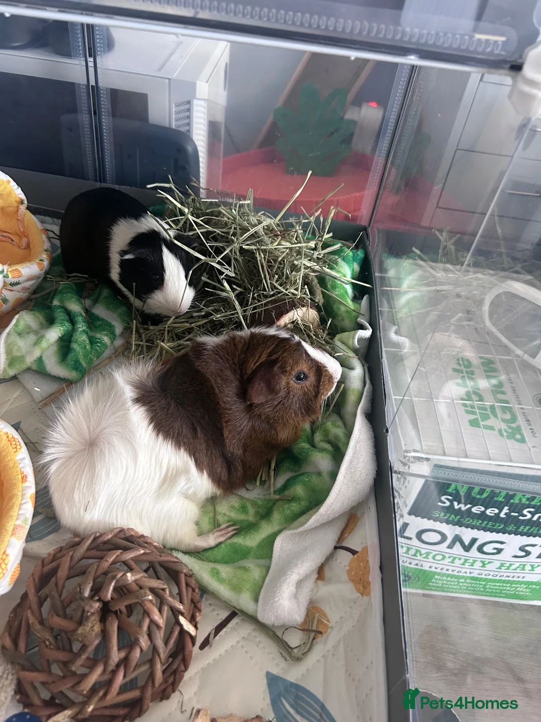 Guinea Pig rodents for sale: Beautiful Male bonded looking their forever home. in London - Advert 4