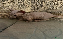 Sphynx cats for sale: 🖤 Sphynx Kittens for Sale – Ready August 🐾 - Image 4