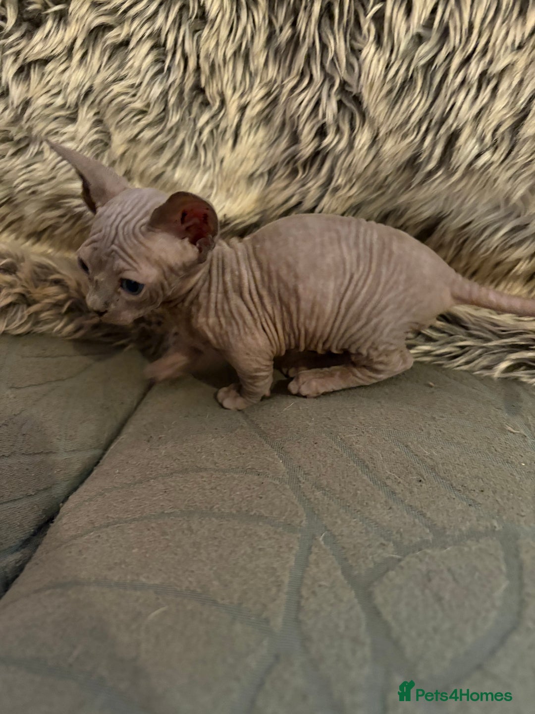 Sphynx cats for sale: 🖤 Sphynx Kittens for Sale – Ready August 🐾 - Image 4