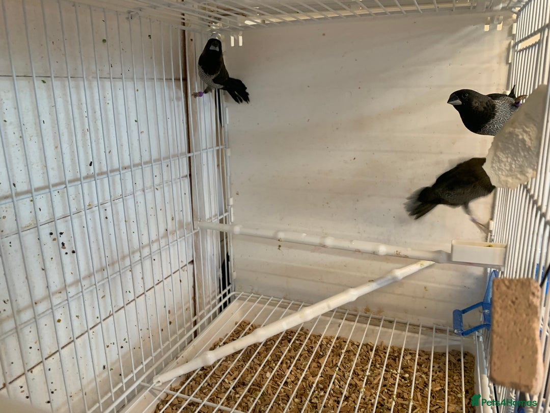 Finches birds for sale: Benganeas finches - Advert 2