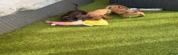 Miniature Dachshund dogs for sale: ⭐️Reduced⭐️6 beautiful miniature dachshund  - Advert 10