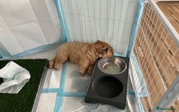 Chow Chow dogs for sale: Chow chow puppy - Image 6