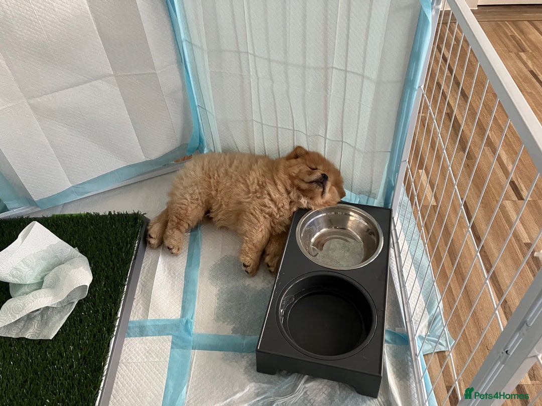 Chow Chow dogs for sale: Chow chow puppy - Image 6