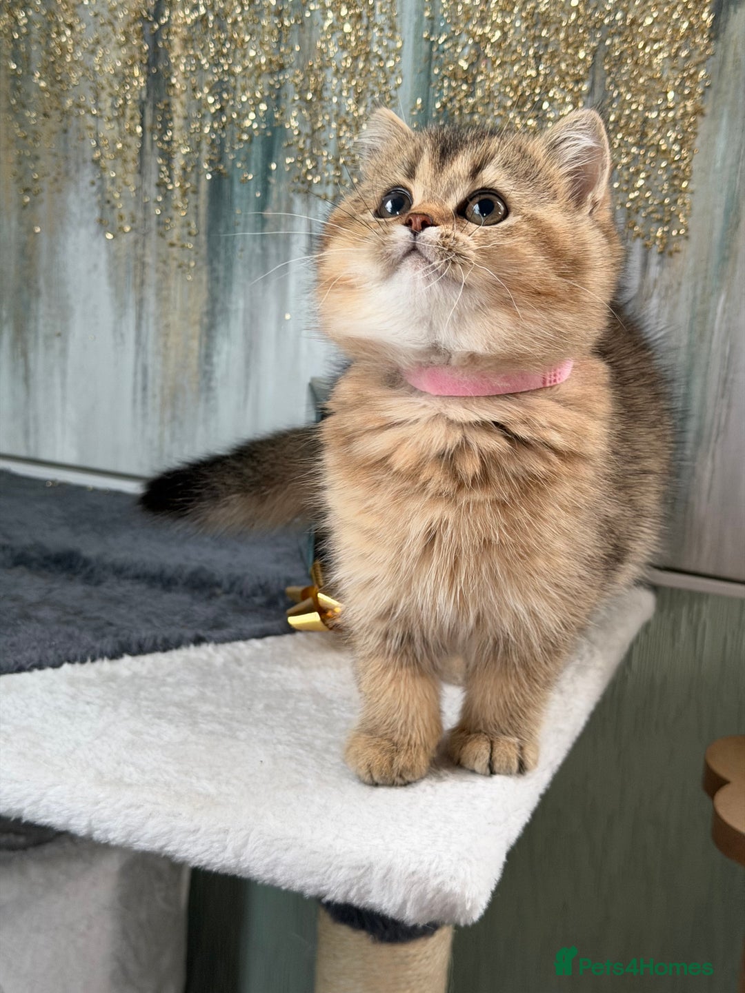 British Shorthair cats for sale: British shorthair Golden kittens TICA - Advert 12