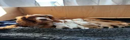 Cocker Spaniel dogs for sale: KC Lemon Roan Cockers from Champion Lines in Ellon - Advert 11