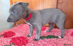 Mixed Breed dogs for sale: Whippet cross puppies - Image 2